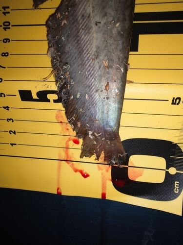 ナマズの釣果
