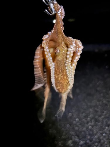 タコの釣果
