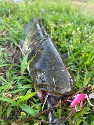 ナマズの釣果