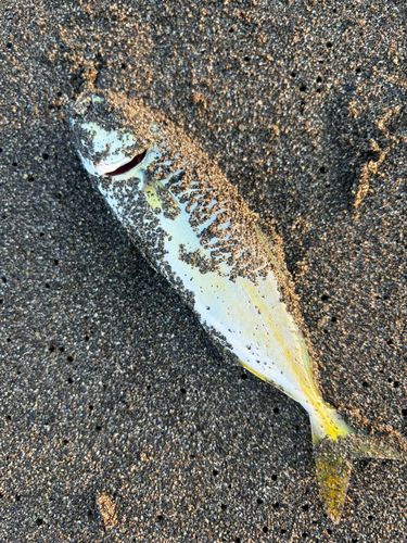 ワカシの釣果