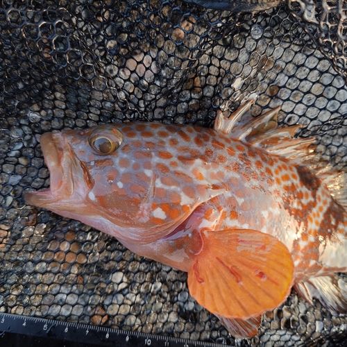 キジハタの釣果