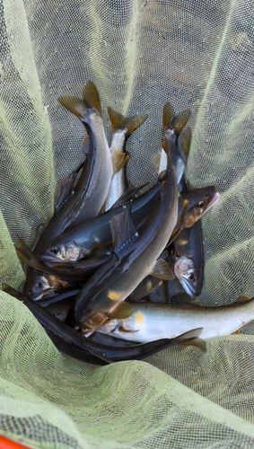 アユの釣果