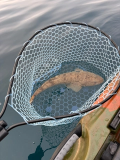 マゴチの釣果