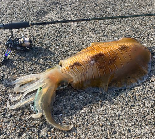 アオリイカの釣果