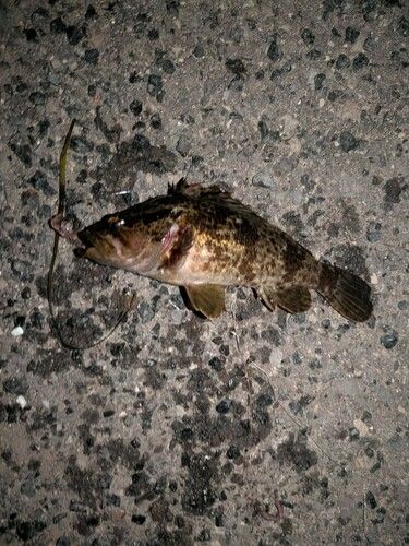 タケノコメバルの釣果