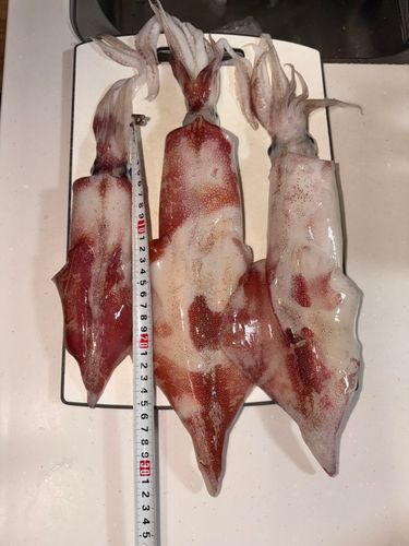 ケンサキイカの釣果