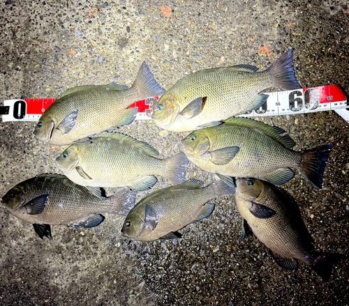 メジナの釣果
