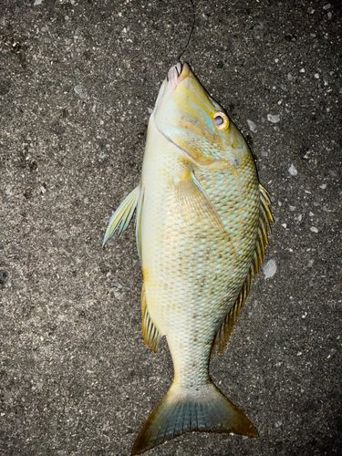 タマンの釣果