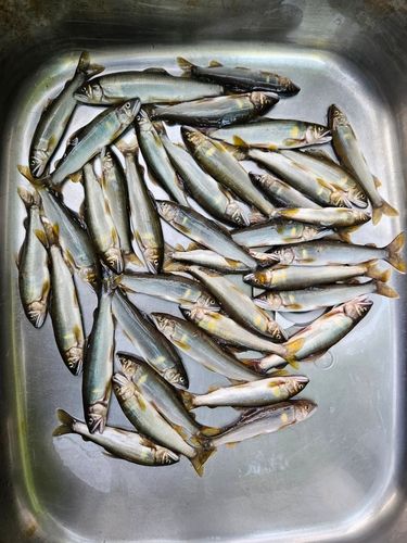 アユの釣果