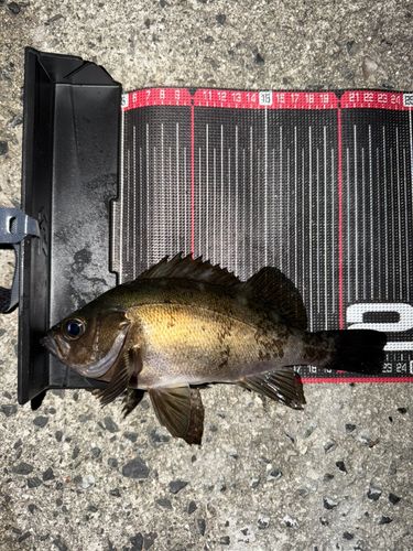 メバルの釣果