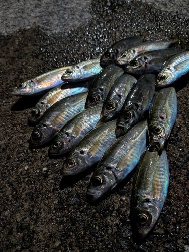 アジの釣果