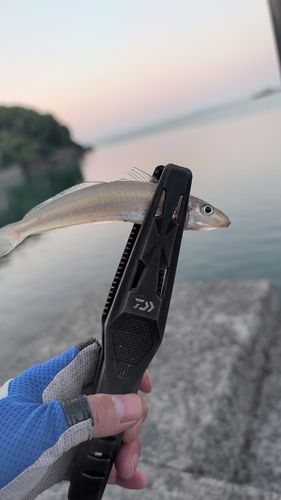 キスの釣果