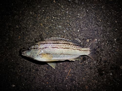 シマイサキの釣果