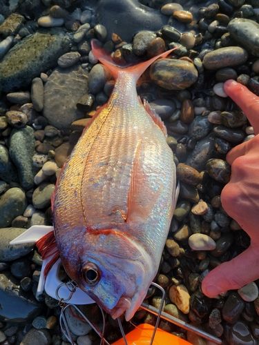 チダイの釣果
