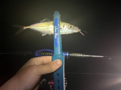 マアジの釣果