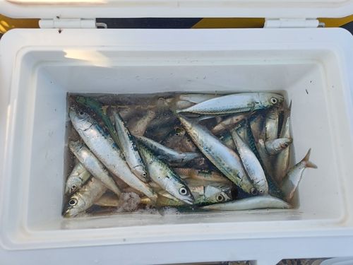 イワシの釣果