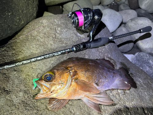 メバルの釣果