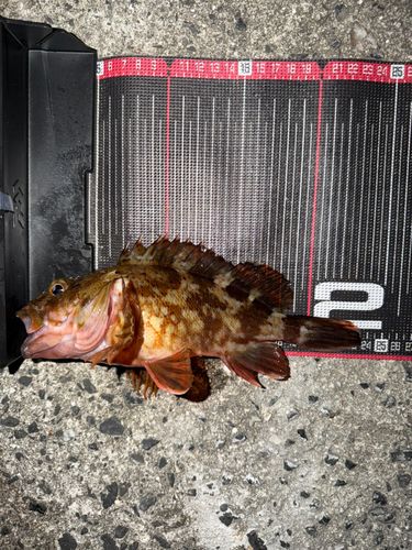 カサゴの釣果