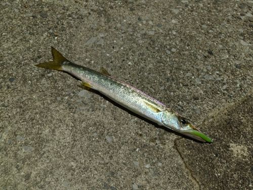 カマスの釣果