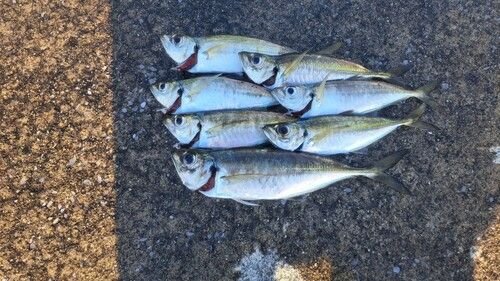 アジの釣果