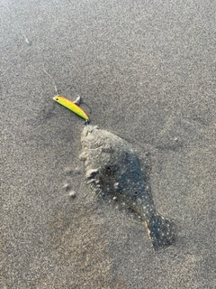ソゲの釣果