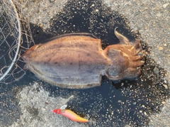 コウイカの釣果