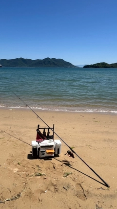 シロギスの釣果