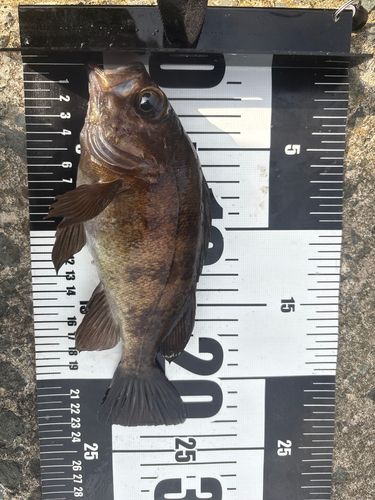 メバルの釣果