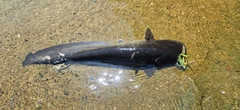 ナマズの釣果