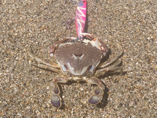 ワタリガニの釣果