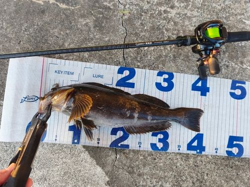 アイナメの釣果