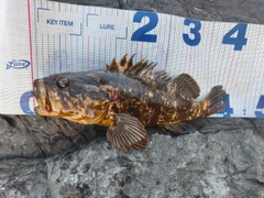タケノコメバルの釣果