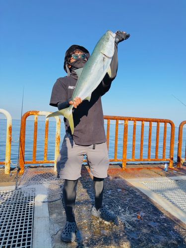 ブリの釣果