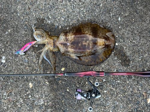 アオリイカの釣果