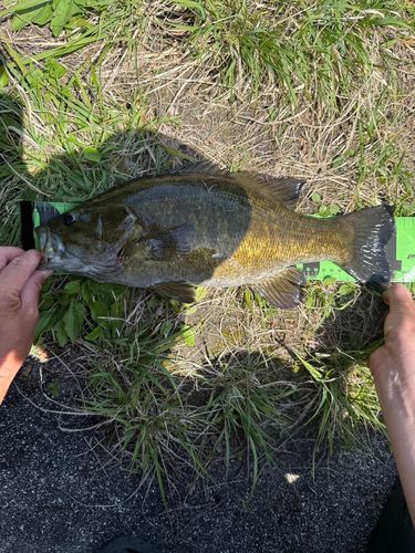 スモールマウスバスの釣果
