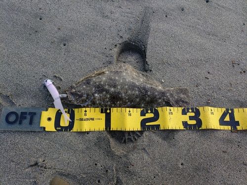 ソゲの釣果