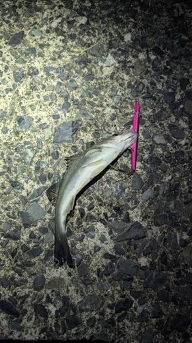 セイゴ（マルスズキ）の釣果