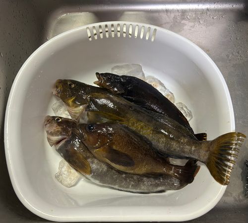 アイナメの釣果