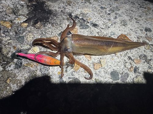 スルメイカの釣果