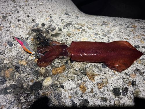 ケンサキイカの釣果
