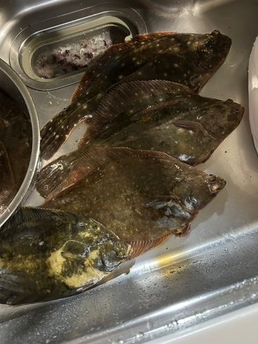 イシガレイの釣果