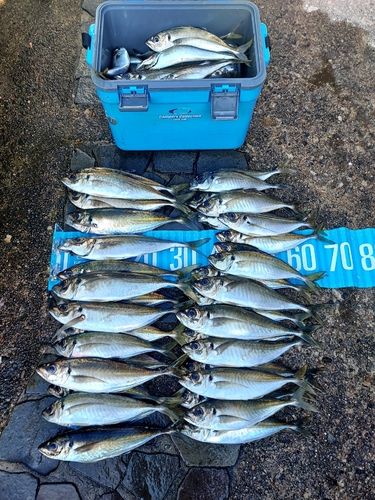 アジの釣果