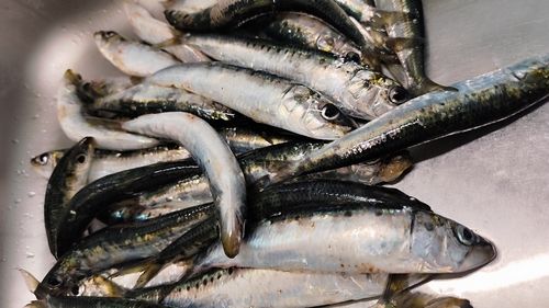 マイワシの釣果