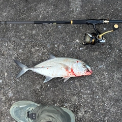 ギンガメアジの釣果