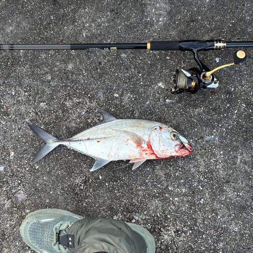 ギンガメアジの釣果