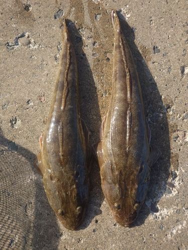 マゴチの釣果