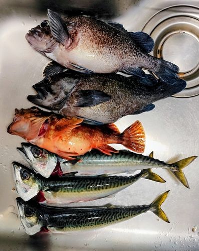 マゾイの釣果