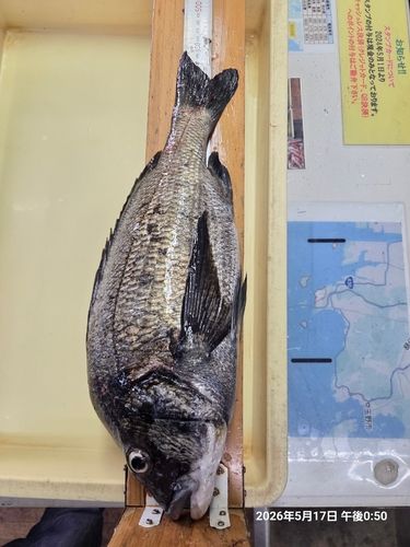チヌの釣果