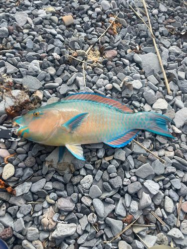 ヒブダイの釣果