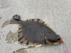 トウガレイの釣果